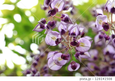 垂れ下がる藤の花 垂れ下がる藤の花 128141508