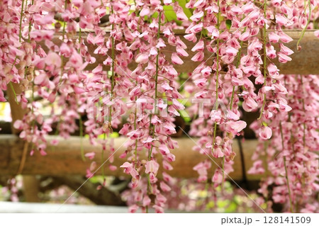 垂れ下がる藤の花 垂れ下がる藤の花 128141509