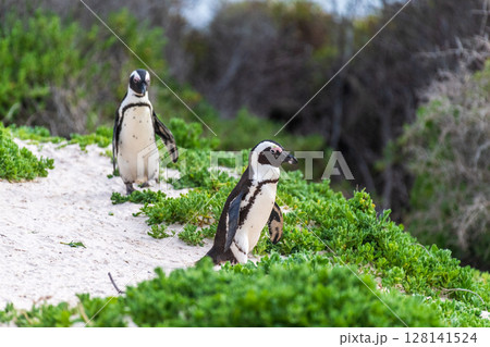 Penguins at Boulder Beach 128141524