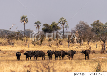 Wildebeest in the Okavango Delta Wildebeest in the Okavango Delta 128141529