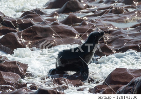 One seal emerging from the water 128141530