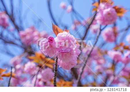 光を浴びて輝く満開のピンクの八重桜 128141718