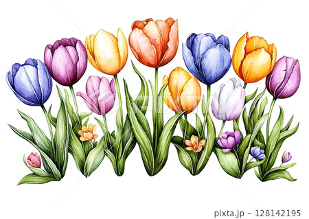 Colorful Tulips in Full Bloom with Green Leaves on a Bright White Background 128142195