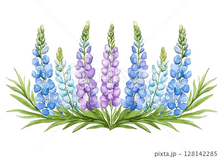 Colorful Hand-Illustrated Lupine Flowers in Watercolor Style on White Background 128142285