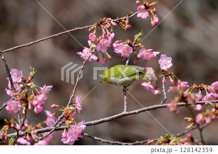 桜とメジロ 128142359