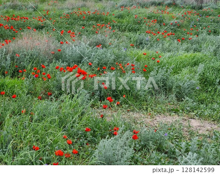 Beautiful Flowers In The Field 128142599