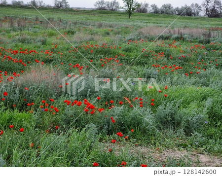 Beautiful Red Poppies In The Field 128142600