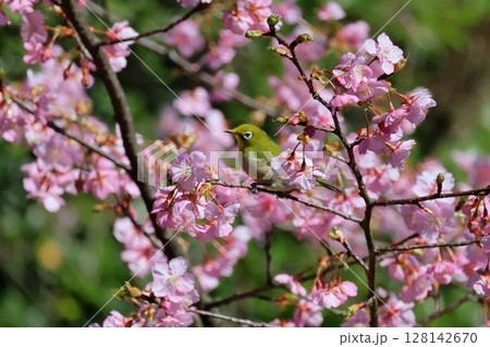 河津桜とメジロ 128142670