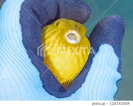 膨らむ 可愛いサザナミフグ(フグ目)の幼魚。ヒリゾ浜中木南伊豆町伊豆半島静岡県2024 膨らむ 可愛いサザナミフグ(フグ目)の幼魚。ヒリゾ浜中木南伊豆町伊豆半島静岡県2024 128142684