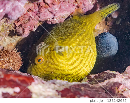 膨らむ 可愛いサザナミフグ（フグ目）の幼魚。ヒリゾ浜中木南伊豆町伊豆半島静岡県2024 128142685