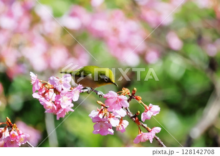 河津桜とメジロ 128142708