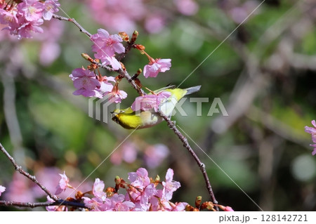 河津桜とメジロ 128142721