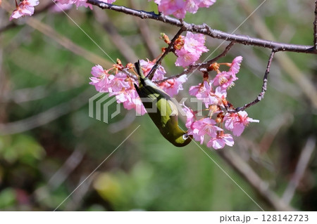 河津桜とメジロ 128142723