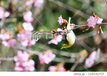 河津桜とメジロ 128142727