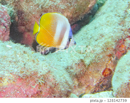 可愛いミゾレチョウチョウウオ、イトフエフキの幼魚他。 ヒリゾ浜中木南伊豆町伊豆半島静岡県2024 128142739