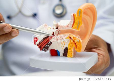 Asian doctor holding human ear model to learn and treat hearing loss in patient. 128142745