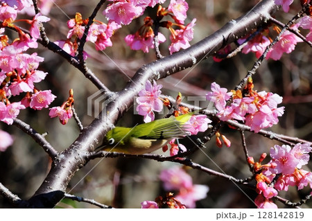 河津桜とメジロ 河津桜とメジロ 128142819