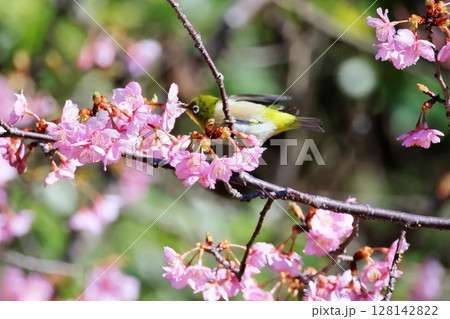 河津桜とメジロ 128142822