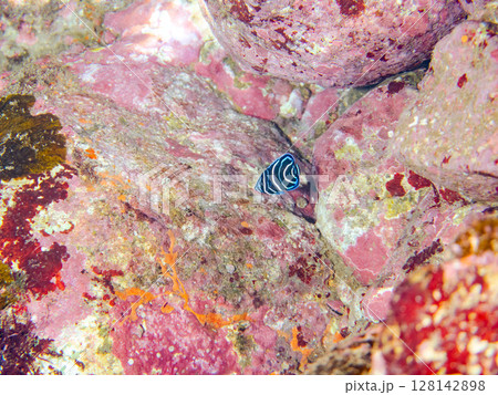 美しいサザナミヤッコ（キンチャクダイ科）の幼魚他。 ヒリゾ浜中木南伊豆町伊豆半島静岡県2024 128142898