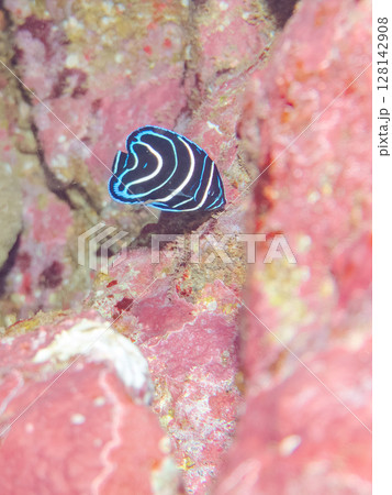 美しいサザナミヤッコ（キンチャクダイ科）の幼魚他。 ヒリゾ浜中木南伊豆町伊豆半島静岡県2024 128142908