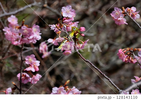 河津桜とメジロ 128143110