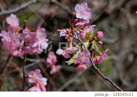 河津桜とメジロ 128143111