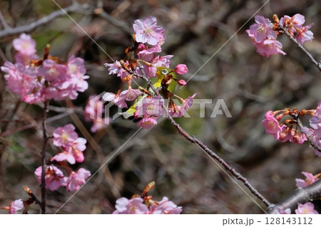 河津桜とメジロ 128143112
