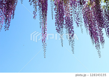 春4月　あしかがフラワーパーク　　　　満開の藤棚 128143135