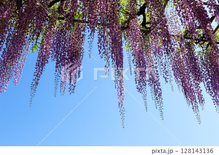 春4月　あしかがフラワーパーク　　　　満開の藤棚 128143136