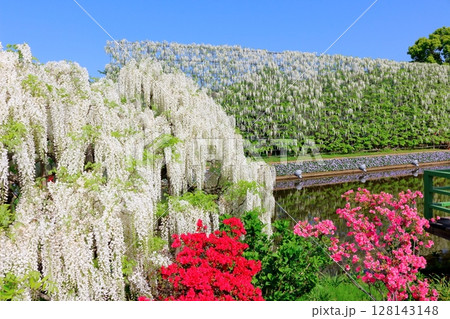 春4月　あしかがフラワーパーク　　　　満開の藤棚 128143148