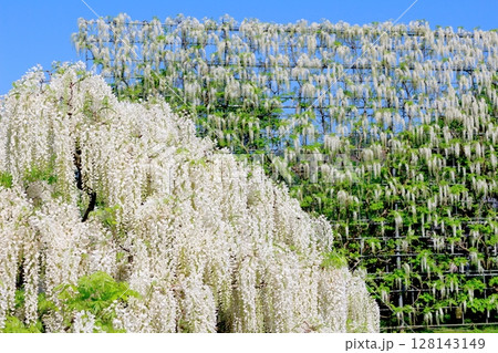 春4月 あしかがフラワーパーク    満開の藤棚 春4月 あしかがフラワーパーク    満開の藤棚 128143149