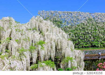 春4月　あしかがフラワーパーク　　　　満開の藤棚 128143150