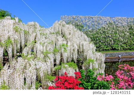 春4月　あしかがフラワーパーク　　　　満開の藤棚 128143151