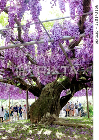 春4月　あしかがフラワーパーク　　　　満開の藤棚 128143166