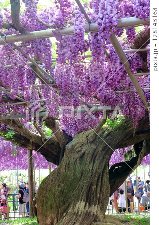 春4月 あしかがフラワーパーク 満開の藤棚 春4月 あしかがフラワーパーク 満開の藤棚 128143168