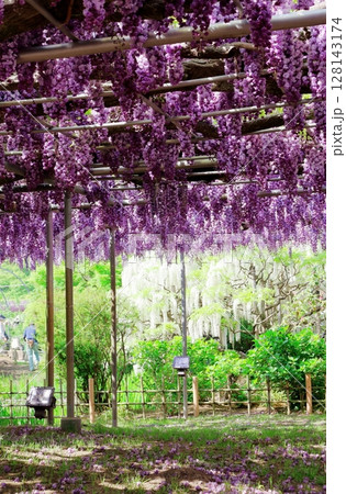 春4月 あしかがフラワーパーク 満開の藤棚 春4月 あしかがフラワーパーク 満開の藤棚 128143174
