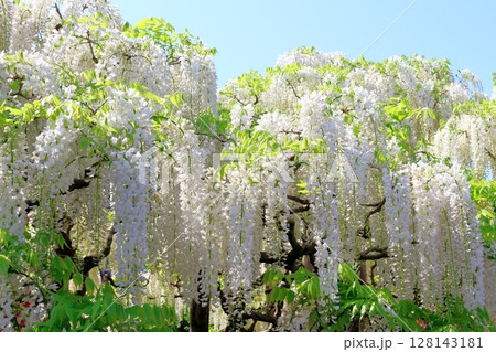 春4月　あしかがフラワーパーク　　　　満開の藤棚 128143181