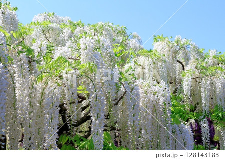 春4月　あしかがフラワーパーク　　　　満開の藤棚 128143183