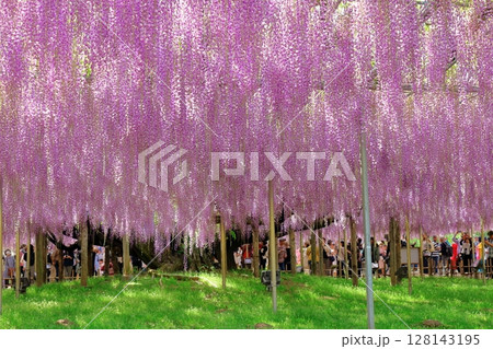 春4月 あしかがフラワーパーク 満開の藤棚 春4月 あしかがフラワーパーク 満開の藤棚 128143195