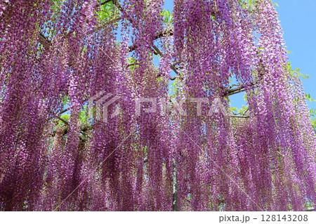 春4月 あしかがフラワーパーク 満開の藤棚 春4月 あしかがフラワーパーク 満開の藤棚 128143208