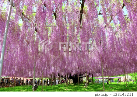 春4月　あしかがフラワーパーク　　　　満開の藤棚 128143211