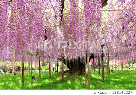 春4月　あしかがフラワーパーク　　　　満開の藤棚 128143227