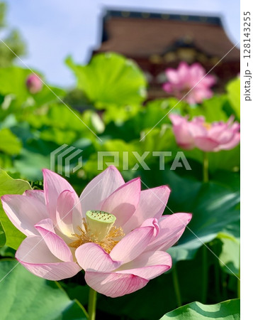 青葉に映える満開の蓮子の花と随神門〈伊賀八幡宮/愛知県岡崎市〉 青葉に映える満開の蓮子の花と随神門〈伊賀八幡宮/愛知県岡崎市〉 128143255