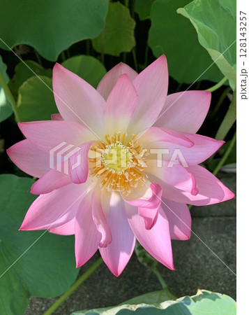 葉蔭に咲く蓮子一輪(ピンク)真俯瞰構図〈伊賀八幡宮ハス池/愛知県岡崎市〉 128143257