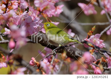 河津桜とメジロ 河津桜とメジロ 128143261