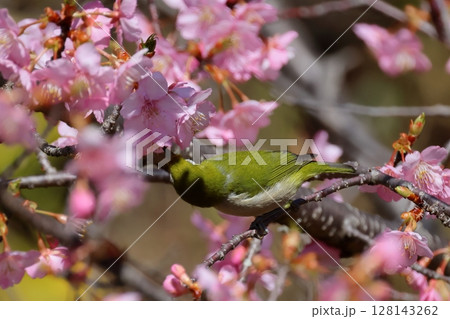 河津桜とメジロ 河津桜とメジロ 128143262