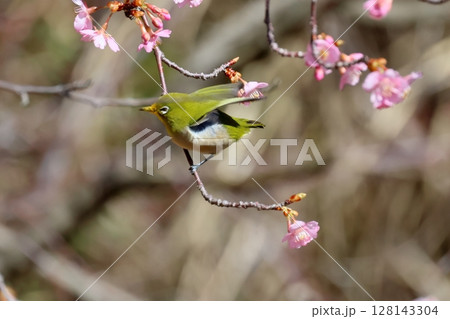 河津桜とメジロ 河津桜とメジロ 128143304