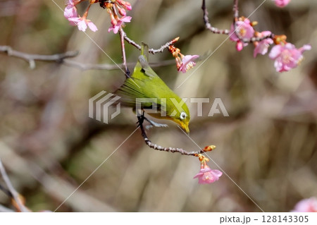 河津桜とメジロ 河津桜とメジロ 128143305