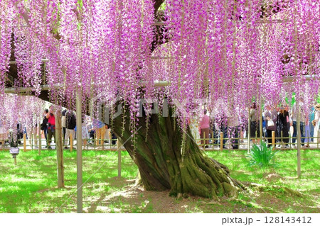 春4月 あしかがフラワーパーク 満開の藤棚 春4月 あしかがフラワーパーク 満開の藤棚 128143412