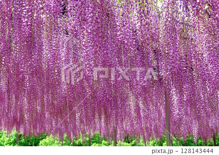 春4月　あしかがフラワーパーク　　　　満開の藤棚 128143444